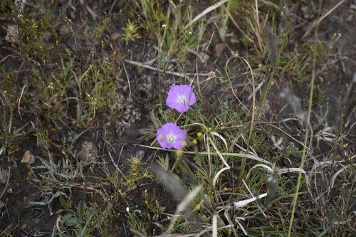 Purple Morning-Glory (Ipomoea capillacea)