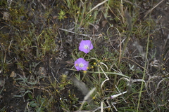 Ipomoea capillacea, photograph (c) Norma Piedra, some rights reserved (CC BY)