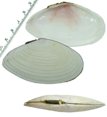 Megangulus zyonoensis