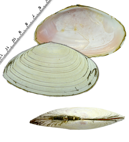 Megangulus zyonoensis
