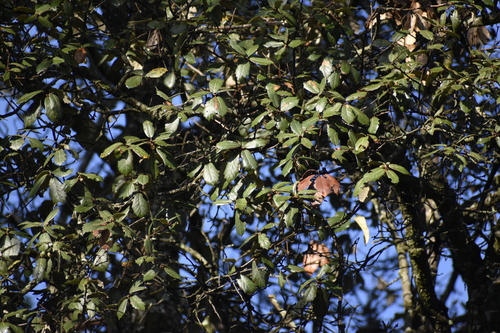 Santa Rosa Oak (Quercus sideroxyla)
