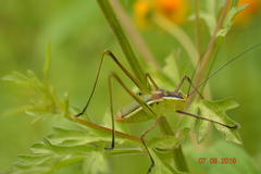 Tettigoniidae