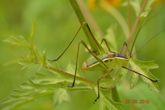 Tettigoniidae