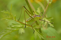 Tettigoniidae