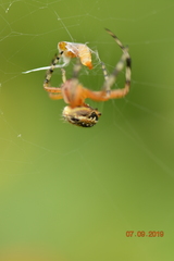 Araneae