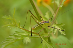 Tettigoniidae