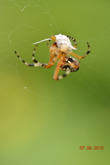 Araneae