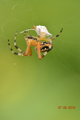 Araneae