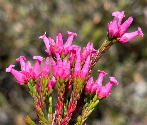 Rock Mountain Heath (Erica steinbergiana)