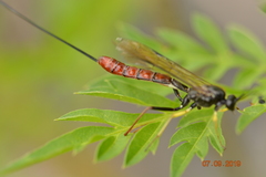 Ichneumonidae