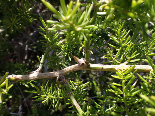 Asparagus aethiopicus