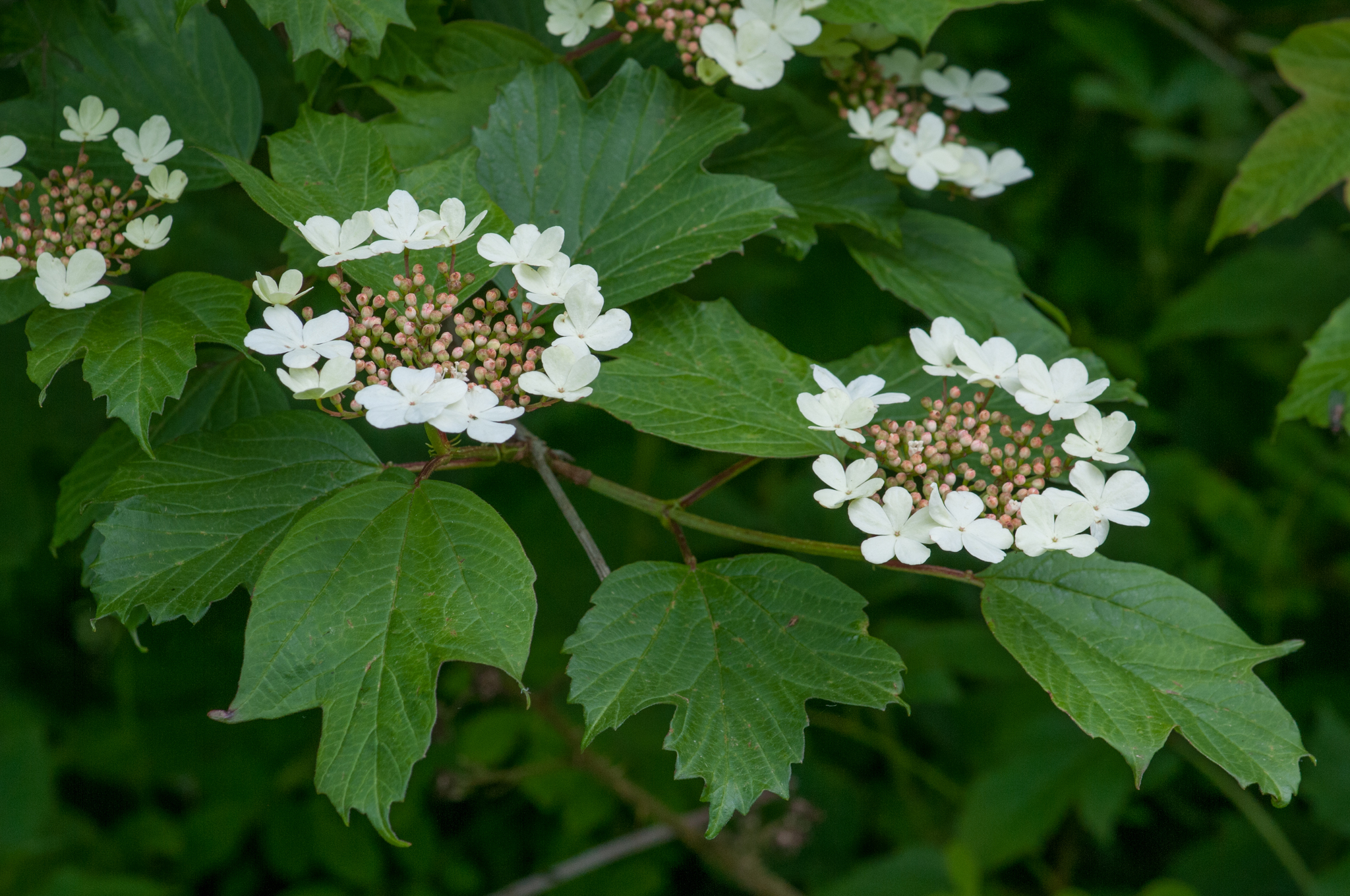 Paprastasis putinas