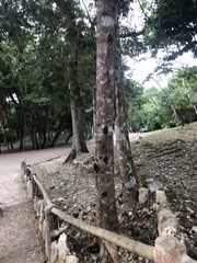 Metopium brownei