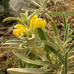 Phlomis lychnitis