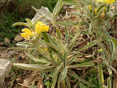 Phlomis lychnitis