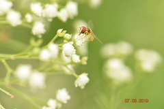 Syrphidae
