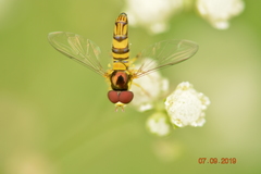 Syrphidae