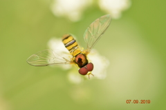 Syrphidae