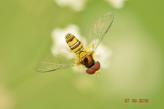Syrphidae