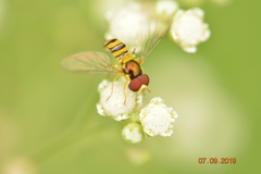 Syrphidae