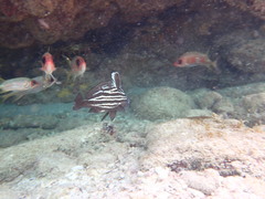 Pareques acuminatus