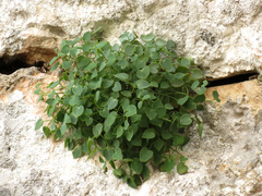 Sarcocapnos enneaphylla