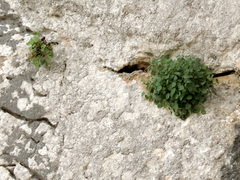 Sarcocapnos enneaphylla