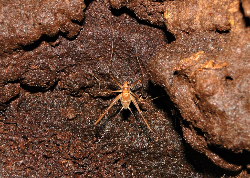 Phalangopsis arenita
