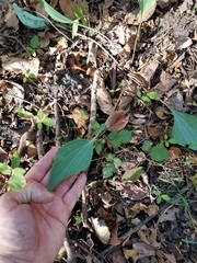 Arnoglossum plantagineum