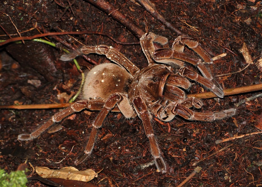 Mygale Goliath bordeaux (Theraphosa stirmi)