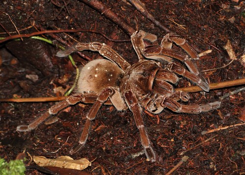 Theraphosa stirmi Rudloff & Weinmann, 2010