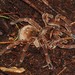 Burgundy Goliath Birdeater - Photo (c) Carlos Otávio Gussoni, some rights reserved (CC BY-NC), uploaded by Carlos Otávio Gussoni