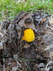 Fuligo septica septica