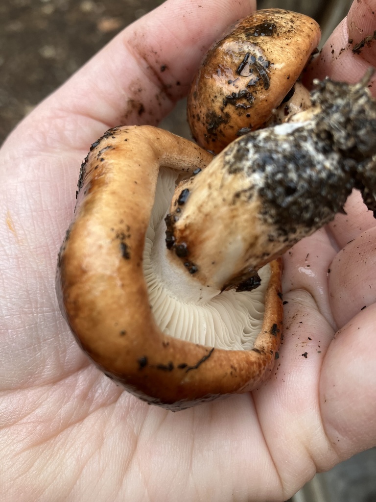 Tricholoma fracticum