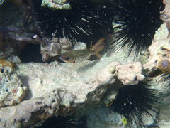 Neoniphon vexillarium