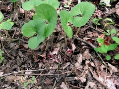 Asarum canadense reflexum
