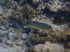Caranx bartholomaei