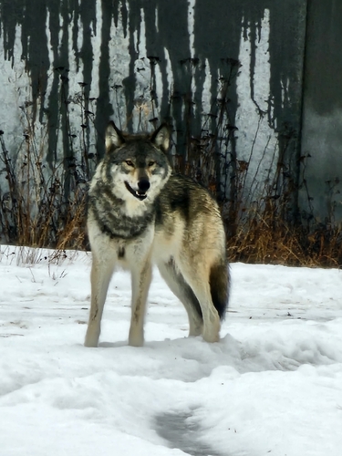 Gray Wolf photographed in Minnesota