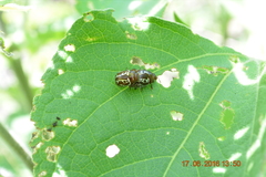 Zygogramma clathrata