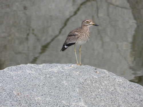 Senegal Thick-knee