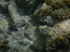 Halichoeres maculipinna