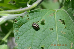 Zygogramma clathrata