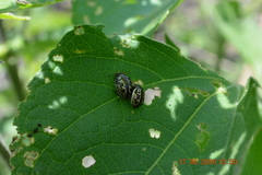 Zygogramma clathrata