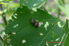 Zygogramma clathrata