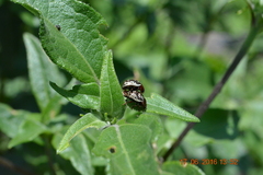 Zygogramma clathrata