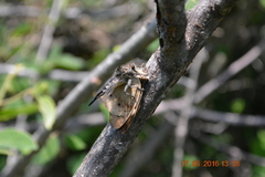 Asilidae