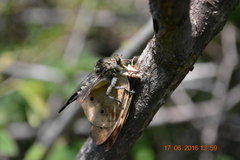 Asilidae