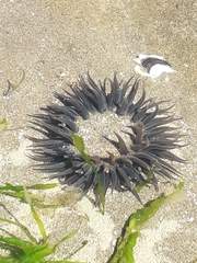 Bunodosoma zamponii