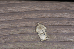 Homona spargotis