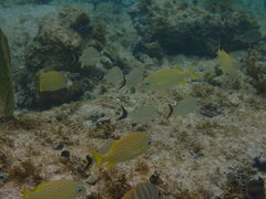 Haemulon carbonarium